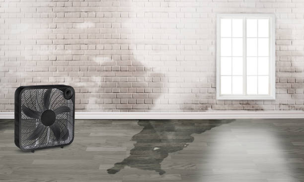 Best Basement water damage restoration  in Mebane, NC